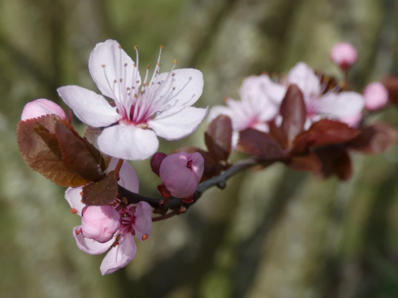 Fleur de sakura