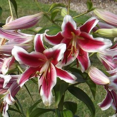 Jardinage
