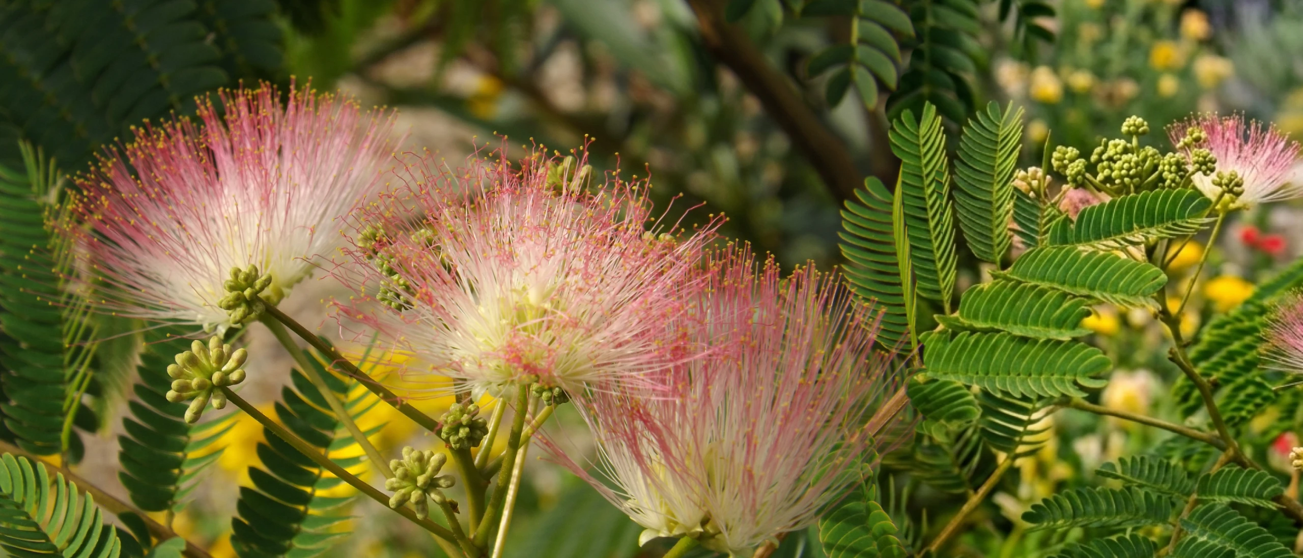 Photos d'un arbre à soie
