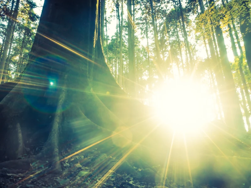 La lumière à travers la dense végétation d'une forêt