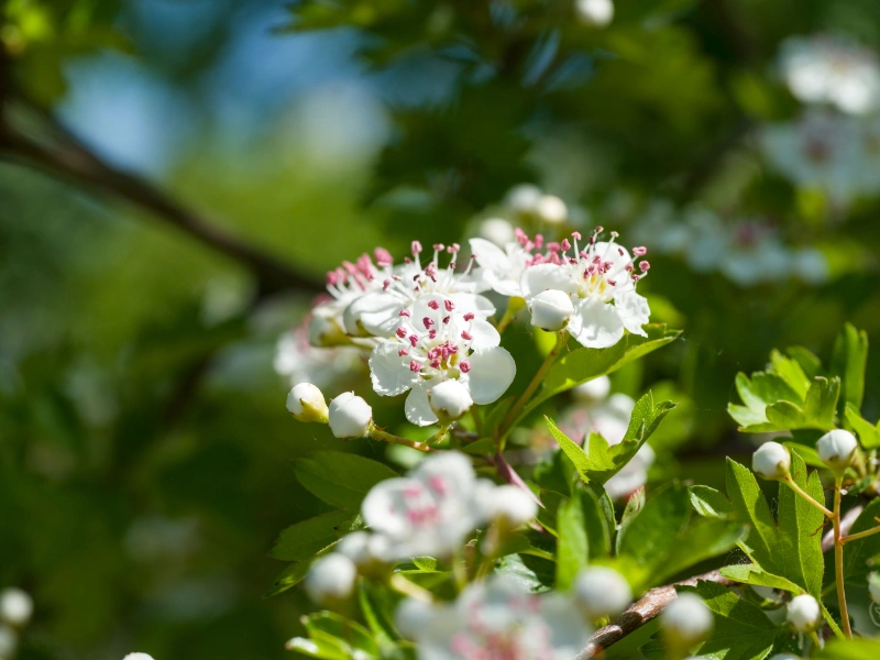 Fleurs d'aubépine, plante apaisante utilisée pour calmer l'anxiété et favoriser le sommeil