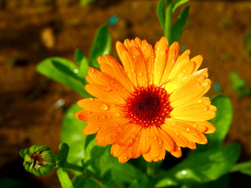Fleur de calendula couverte de rosée - accompagnement énergétique pendant la radiothérapie