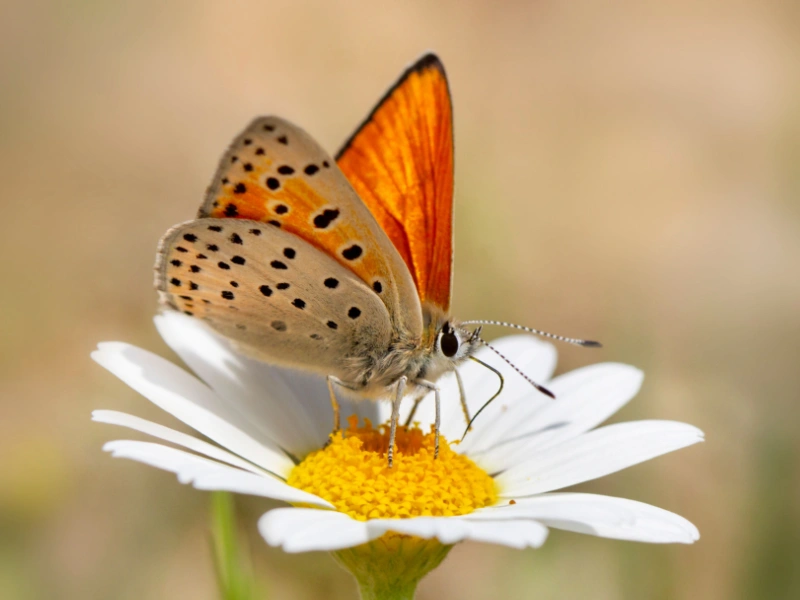 Papillon sur une marguerite