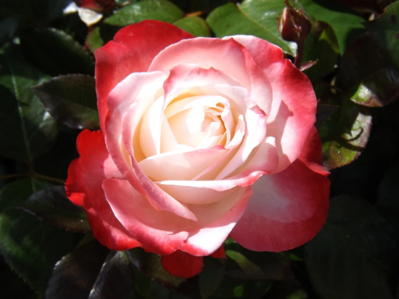 Une rose du jardin de Benoit Lainé magnétiseur