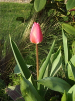 DSCF1667.JPG