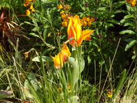 DSCF1710.JPG
