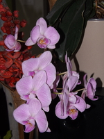 DSCF1725.JPG