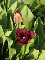 DSCF1844.JPG