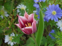 DSCF1856.JPG
