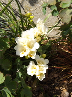 DSCF1931.JPG