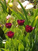 DSCF1938.JPG
