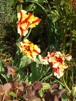 DSCF1965.JPG