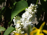 DSCF1970.JPG