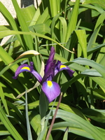 DSCF1987.JPG