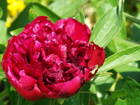 DSCF2021.JPG