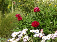 DSCF2073.JPG
