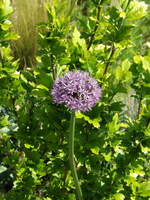 DSCF2127.JPG