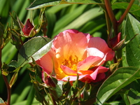 DSCF2130.JPG
